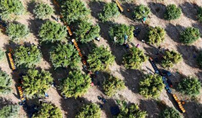 İşçilerin grevi meyveyi dalında bıraktı! Kilosu 3 liraya kadar geriledi