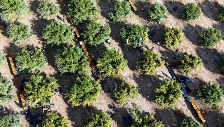 İşçilerin grevi meyveyi dalında bıraktı! Kilosu 3 liraya kadar geriledi