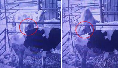 Ahırda bir garip olay! Videosu olmasa kimse inanmaz