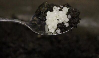 Değeri 150 bin lira! Keşfettiği hayvan hayatını değiştirdi