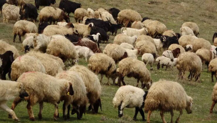 Komşuda korkutan salgın: yüz binlerce koyun ve keçi itlaf edildi