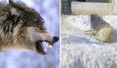 Görüntüye tepki yağıyor: Kurtla boğuşan kangalın son haline bakın