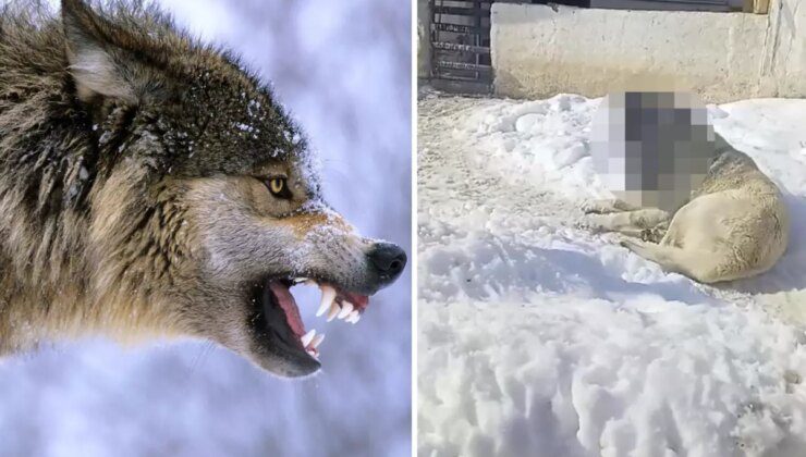 Görüntüye tepki yağıyor: Kurtla boğuşan kangalın son haline bakın