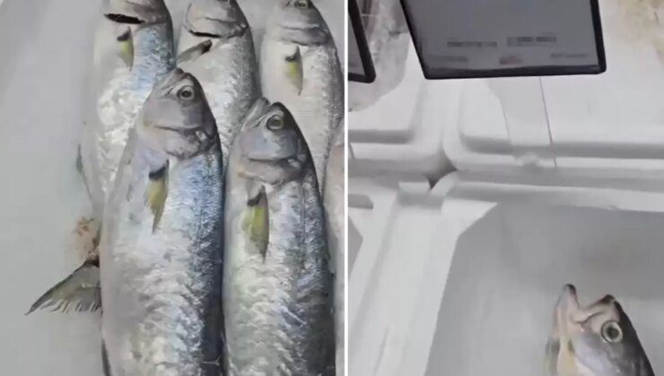 Markette satılan balığın fiyatını duyunca büyük şaşkınlık yaşadı