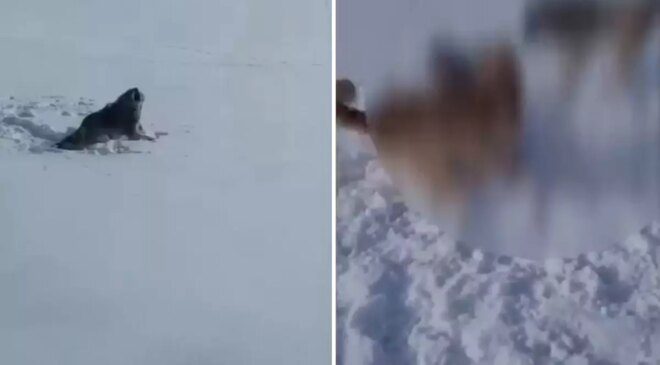 Aç kaldığı için köye inen kurt-köpek melezi hayvanın acı sonu