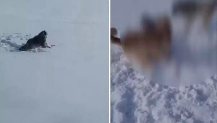 Aç kaldığı için köye inen kurt-köpek melezi hayvanın acı sonu