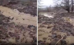 Sağanak yağış tarımı alt üst etti! Binlerce dönüm arazi sular altında