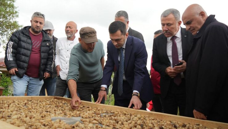 Kilosu 12 bin TL’den satılıyor! ‘Topraktaki altın’ın hasadı başladı