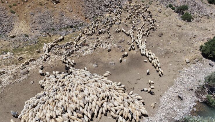 Norduz koyunlarının davranış profilleri GPS ve dron ile inceleniyor