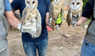 Ordu’da çatı katında bulunan 3 peçeli baykuş doğaya bırakıldı