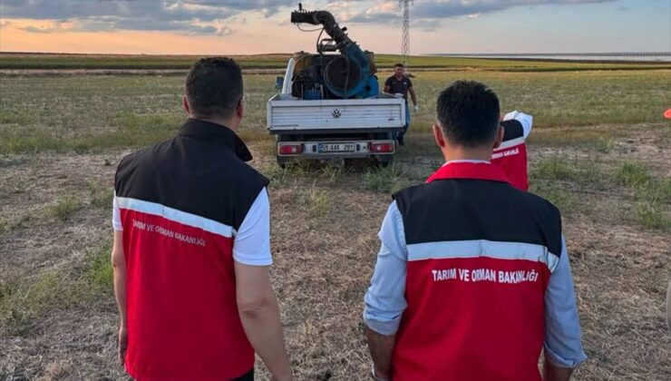 Tekirdağ’da çekirge popülasyonu takip ediliyor