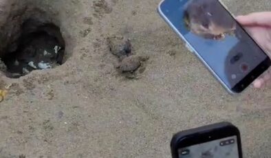 Caretta caretta yavruları turistlerin ilgisiyle denizle buluştu