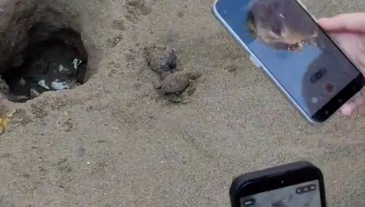 Caretta caretta yavruları turistlerin ilgisiyle denizle buluştu