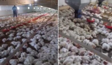 Teknik arıza faciaya dönüştü! 4 bin tavuk telef oldu