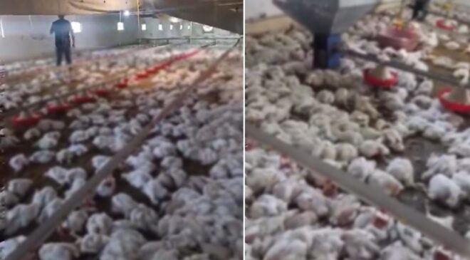 Teknik arıza faciaya dönüştü! 4 bin tavuk telef oldu