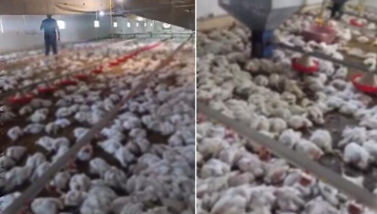 Teknik arıza faciaya dönüştü! 4 bin tavuk telef oldu