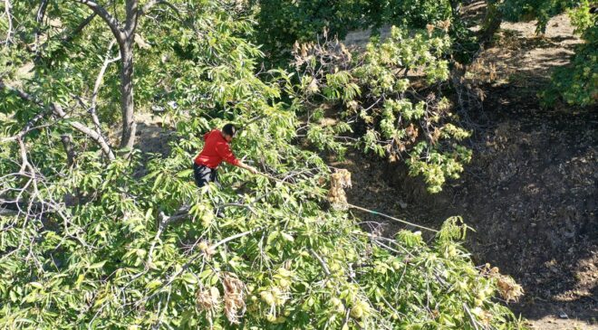 Aydın’da kestane hasadı başladı! 15-20 metre yükseklikte çalışan sırıkçılar günlük 5 bin lira kazanıyor