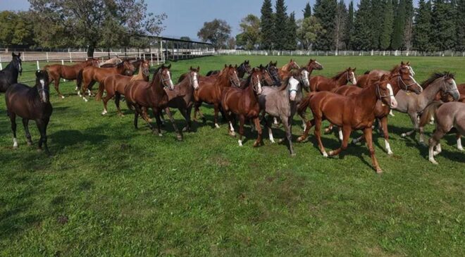 Bursa’da yetiştirilen tay 12 milyon 50 bin liraya satıldı! Türkiye’de bir safkan Arap atı için rekor