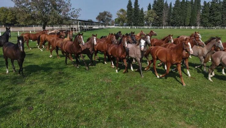 Bursa’da yetiştirilen tay 12 milyon 50 bin liraya satıldı! Türkiye’de bir safkan Arap atı için rekor