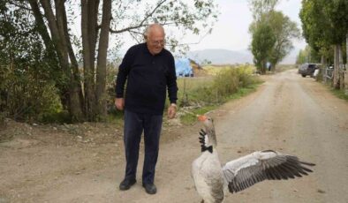Gümüşhane Kelkit’te sürüden dışlanan kaz, 65 yaşındaki İsmail Gürbüz’ü sahiplendi