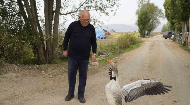 Gümüşhane Kelkit’te sürüden dışlanan kaz, 65 yaşındaki İsmail Gürbüz’ü sahiplendi