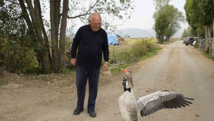 Gümüşhane Kelkit’te sürüden dışlanan kaz, 65 yaşındaki İsmail Gürbüz’ü sahiplendi
