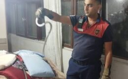 Hatay’ın Dörtyol ve Belen ilçelerinde yılanlar itfaiye ekiplerince doğaya bırakıldı