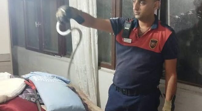 Hatay’ın Dörtyol ve Belen ilçelerinde yılanlar itfaiye ekiplerince doğaya bırakıldı