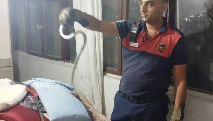 Hatay’ın Dörtyol ve Belen ilçelerinde yılanlar itfaiye ekiplerince doğaya bırakıldı