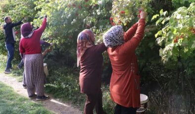 Kayseri’de ‘kırmızı altın’ gilaburunun hasadı başladı