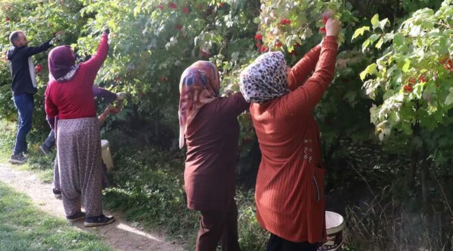 Kayseri’de ‘kırmızı altın’ gilaburunun hasadı başladı