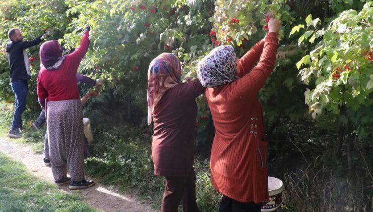 Kayseri’de ‘kırmızı altın’ gilaburunun hasadı başladı