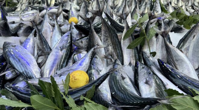 Palamut bollaştı, fiyatlar düştü! Balıkçılardan skandal çağrı
