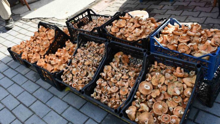 Samsun Vezirköprü’de kanlıca mantarı tezgahlarda kilogramı 200-350 TL’den satılıyor