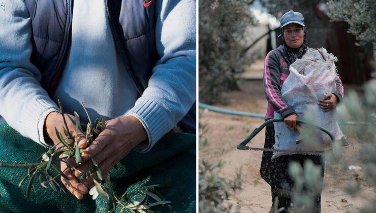 Tarlada 20 lira, markette 350 lira! Zeytin üreticisi fiyatlardan şikayetçi