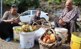 Tek tek ayıklanıyor, tam 1,5 tonundan sadece 60 kilo elde ediliyor: Kilogram fiyatı 750 TL