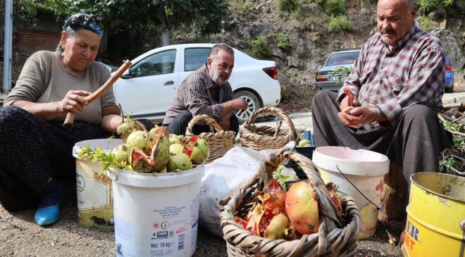 Tek tek ayıklanıyor, tam 1,5 tonundan sadece 60 kilo elde ediliyor: Kilogram fiyatı 750 TL