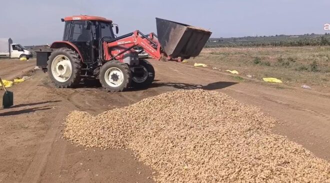 Tohumu 300 lira, ürünü 50 lira etmiyor! Çiftçiler dereye dökecek
